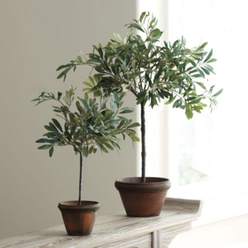 Shop Olive Topiary from BALLARD DESIGNS on Openhaus