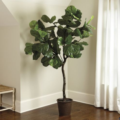 dieffenbachia houseplant Dieffenbachia, "Sterling"