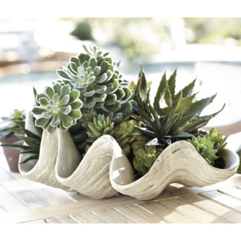 giant clam bowl
