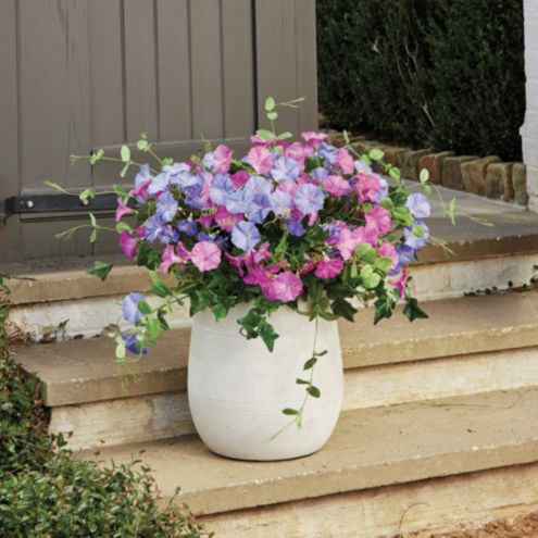 Morning Glory Planter Filler