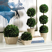 Preserved Boxwood Topiary