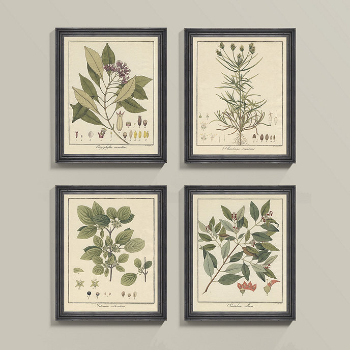 Heines Botanical Framed Print | Ballard Designs