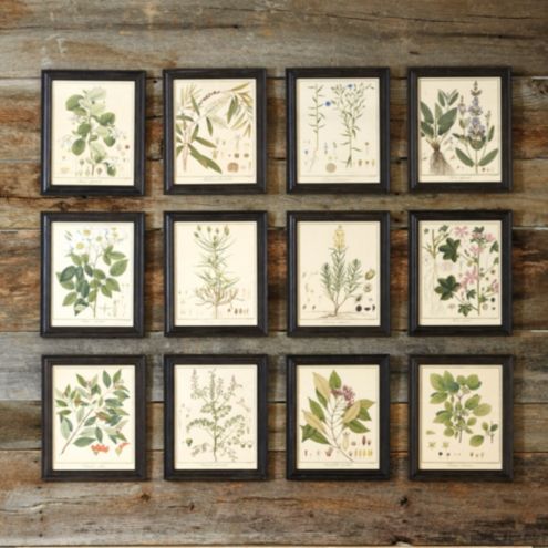 Heines Botanical Framed Art Ballard Designs Ballard Designs