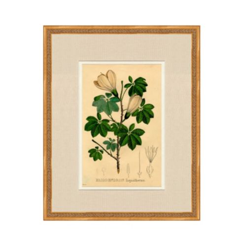 Flor De Serres Original Framed Print #118 | Ballard Designs