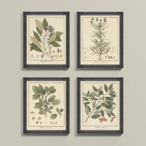 Heines Botanical Framed Print | Ballard Designs