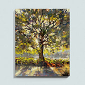 Summer Oaks Stretched Canvas