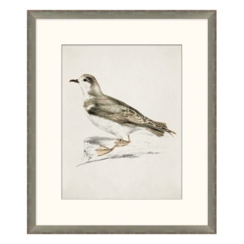 Coastal Bird Print Art