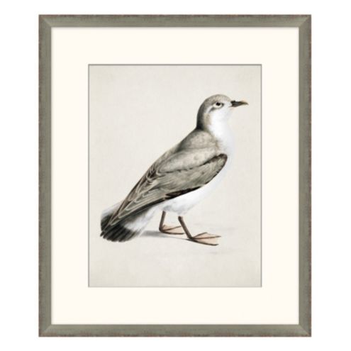 Coastal Bird Print Art