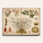 Suzanne Kasler Natural Botanical Art