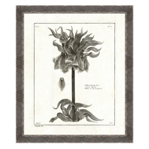 Botanical Etchings Framed Art Print Series