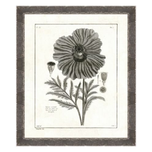 Botanical Etchings Framed Art Print Series