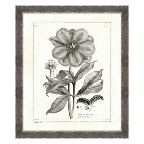 Botanical Etchings Framed Art Print Series