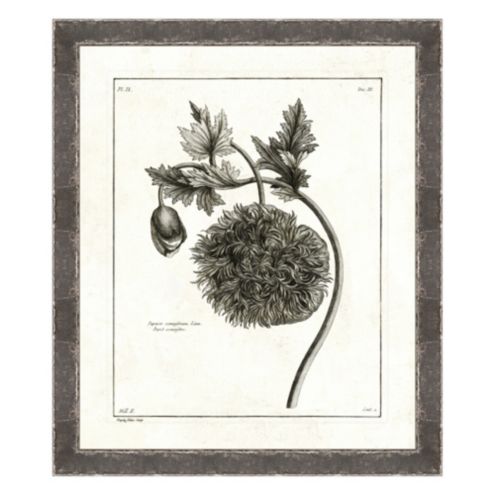 Botanical Etchings Framed Art Print Series