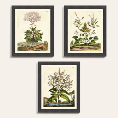 Botanical Etchings Framed Art Print Series