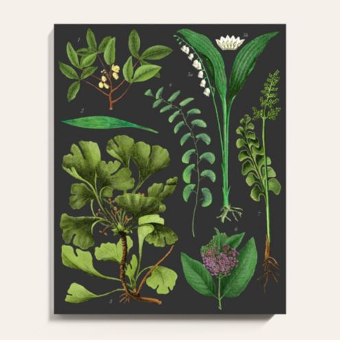 Green Botanical Study Unframed Art Print