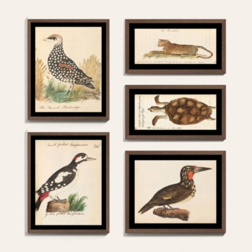 Naturalists Companion Art