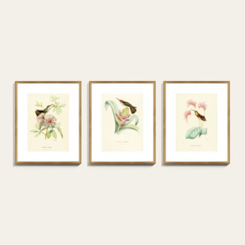 History of Hummingbirds Framed Print with Gold Wood Frame & Giclee ...